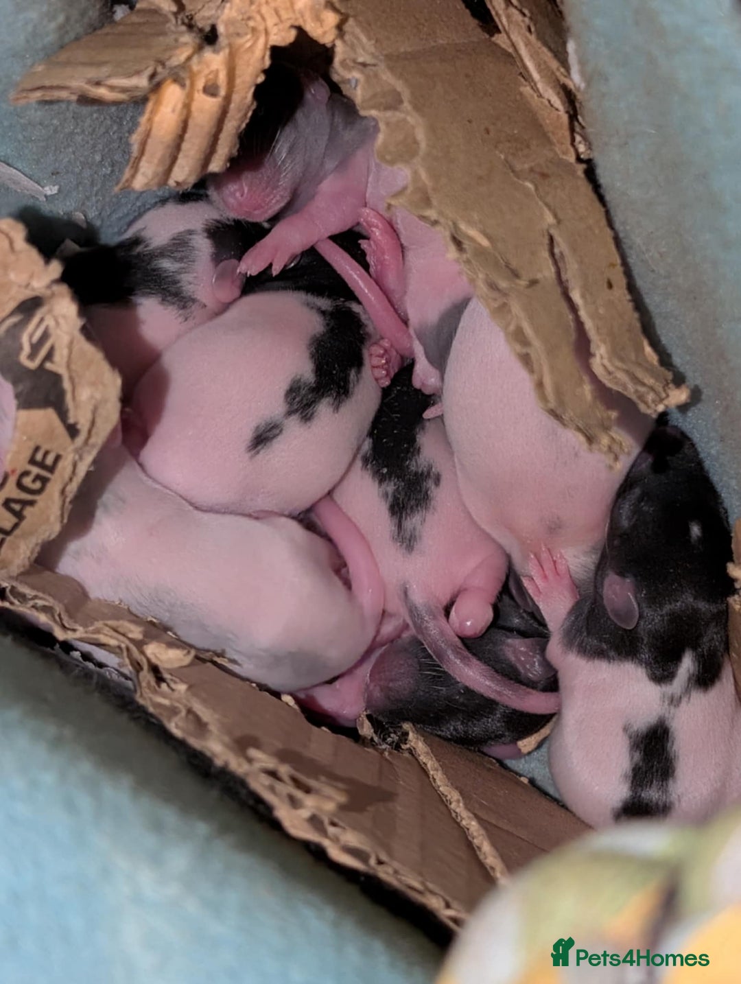 Rat rodents for sale: Baby rats for sale  - Image 2