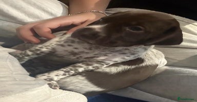 German Shorthaired Pointer dogs - Advert 11