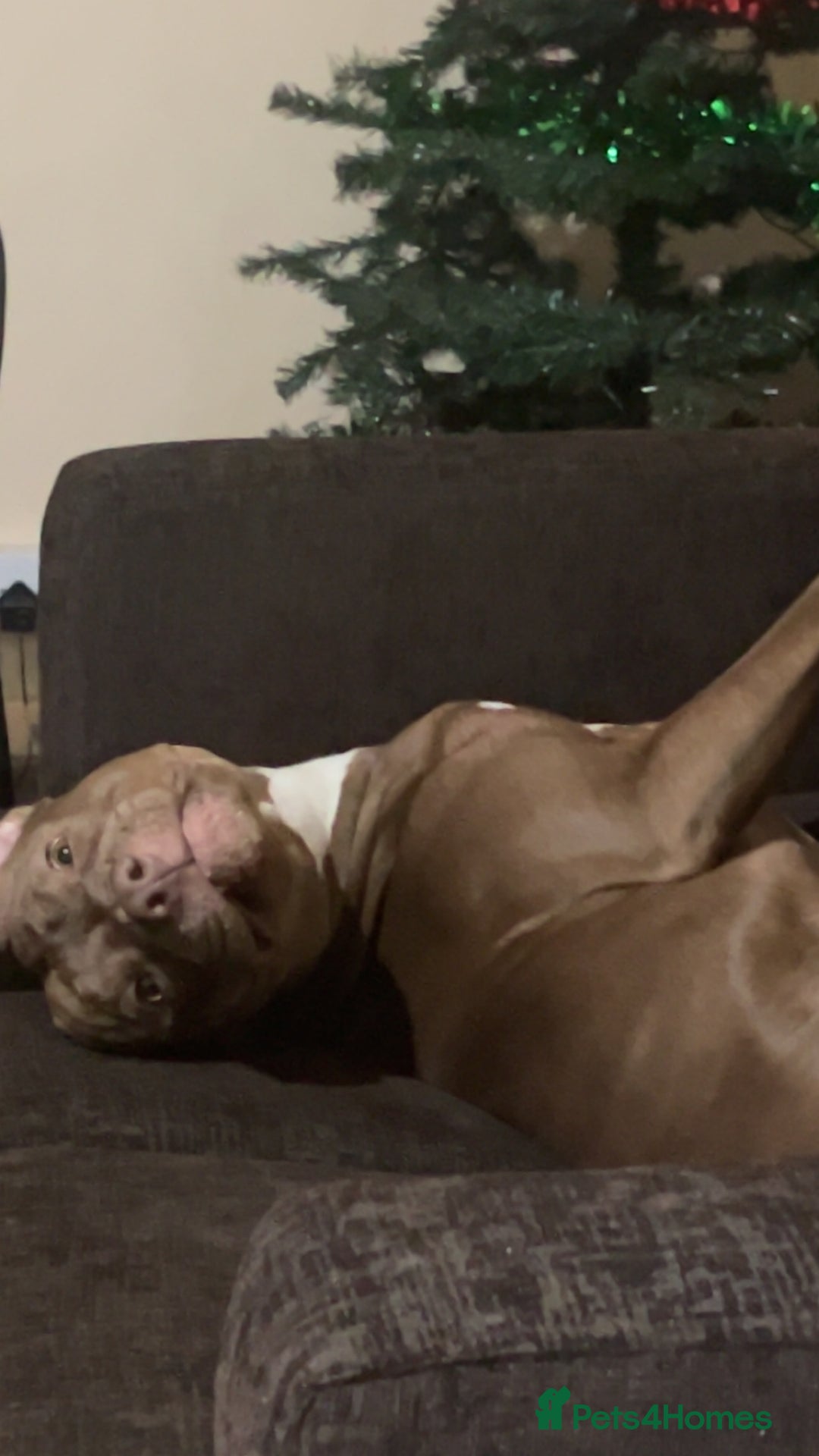 Staffordshire Bull Terrier dogs for stud: staffy cross stud only NOT SALE - Advert 4