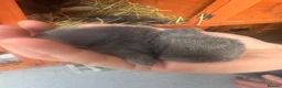 Mini Lop rabbits for sale: Pure bred Mini Lop bunnies  - Advert 4