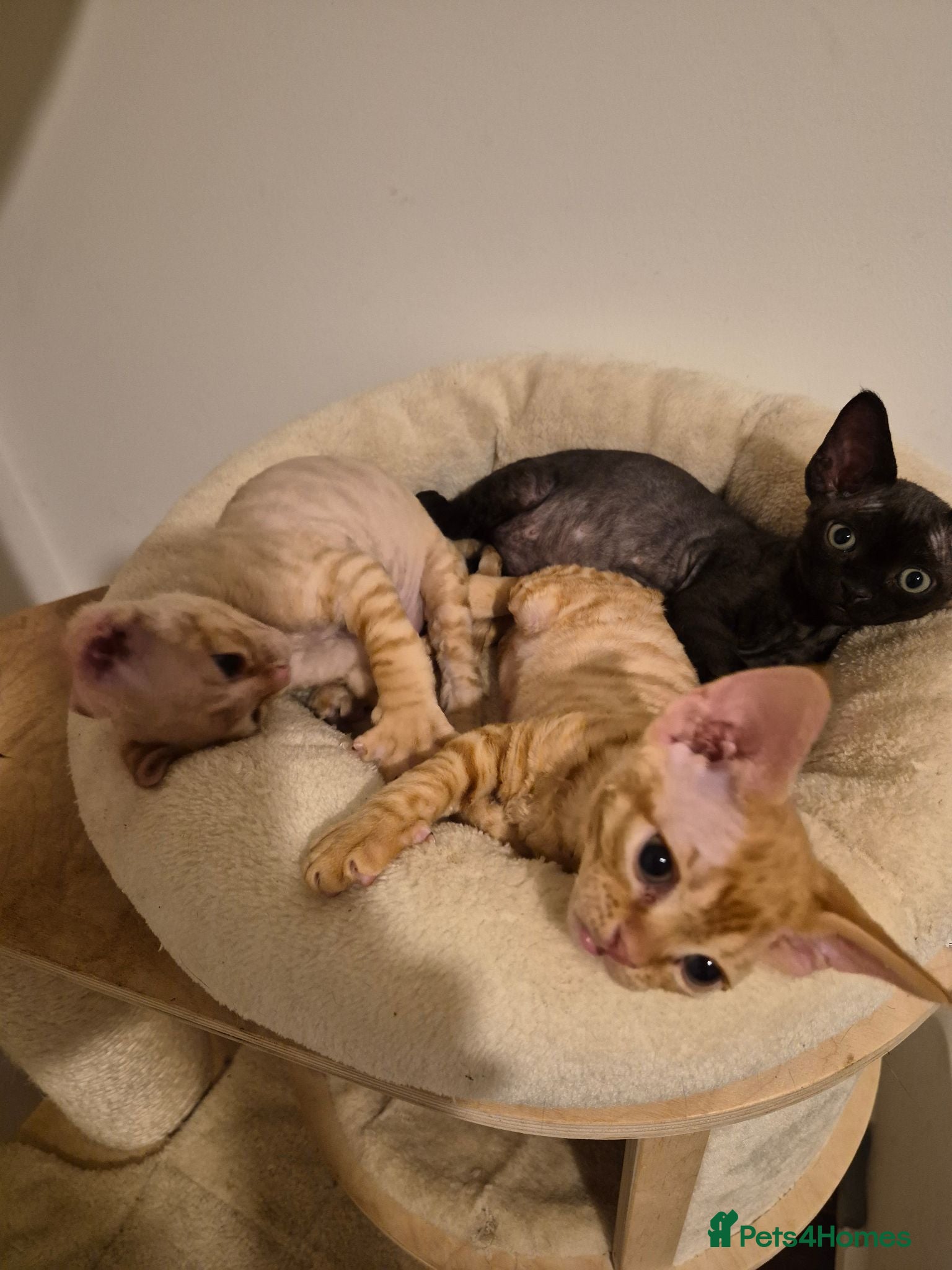Devon Rex cats Devon rex kittens red/white bi colour - Advert 15