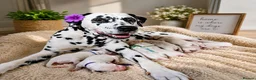 Dalmatian dogs for sale:  Harley, the enchanting half-Aussie has had pups. - Advert 1
