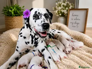 Dalmatian dogs Harley, the enchanting half-Aussie has had pups. - Advert 5