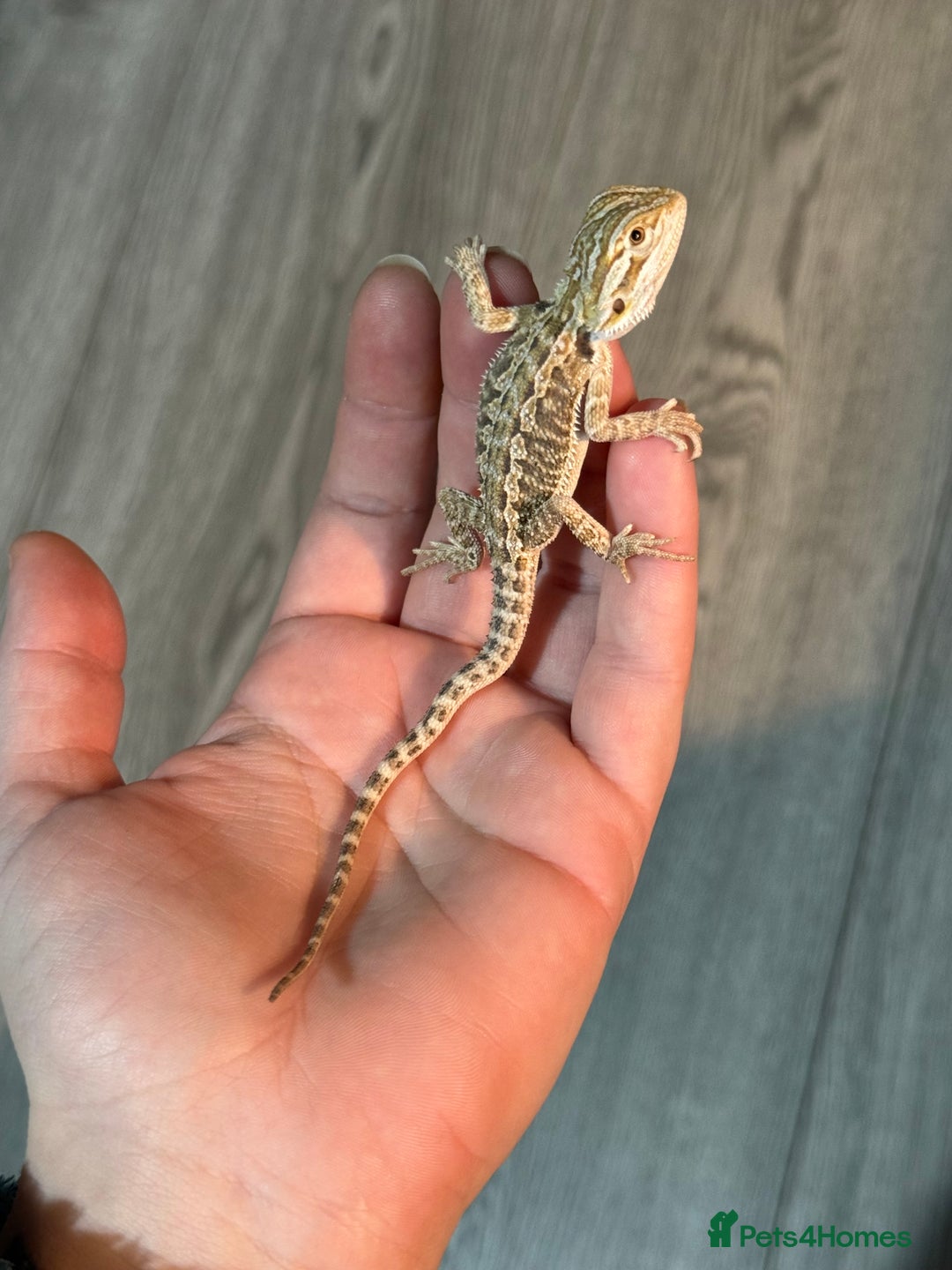 Bearded Dragon reptiles for sale: Bearded Dragon babies - Advert 4
