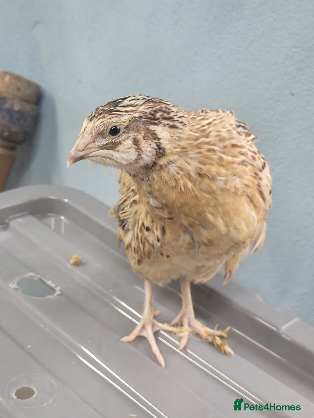 Quail poultry for sale: Quail chicks - Advert 4