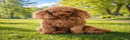 Toy Poodle dogs for stud: Proven red toy poodle For stud  ( Health tested )  - Advert 1