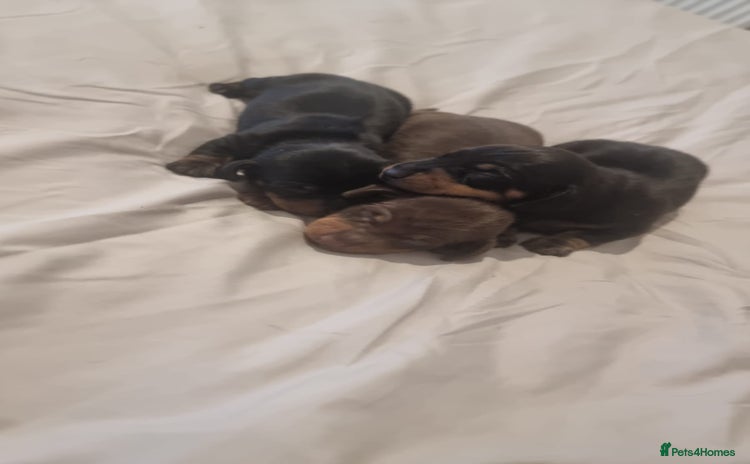 Miniature Dachshund dogs - Advert 12