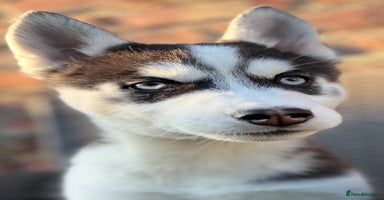 Siberian Husky dogs - Advert 12