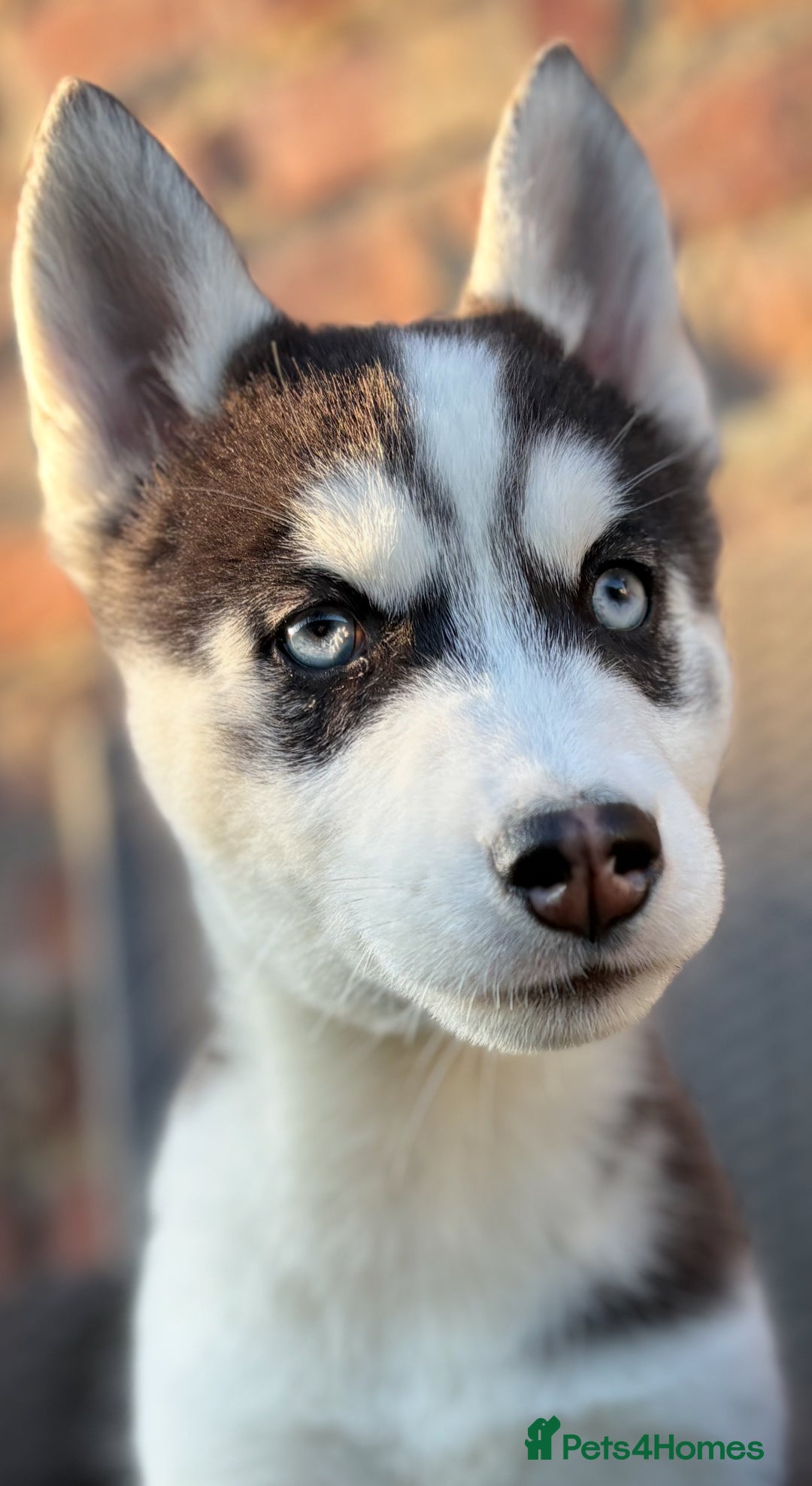 Siberian Husky dogs for sale: Siberian husky puppies - Image 11