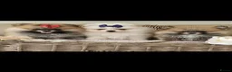 Pomeranian dogs for sale: Pomeranian puppies  in Maidstone - Advert 1