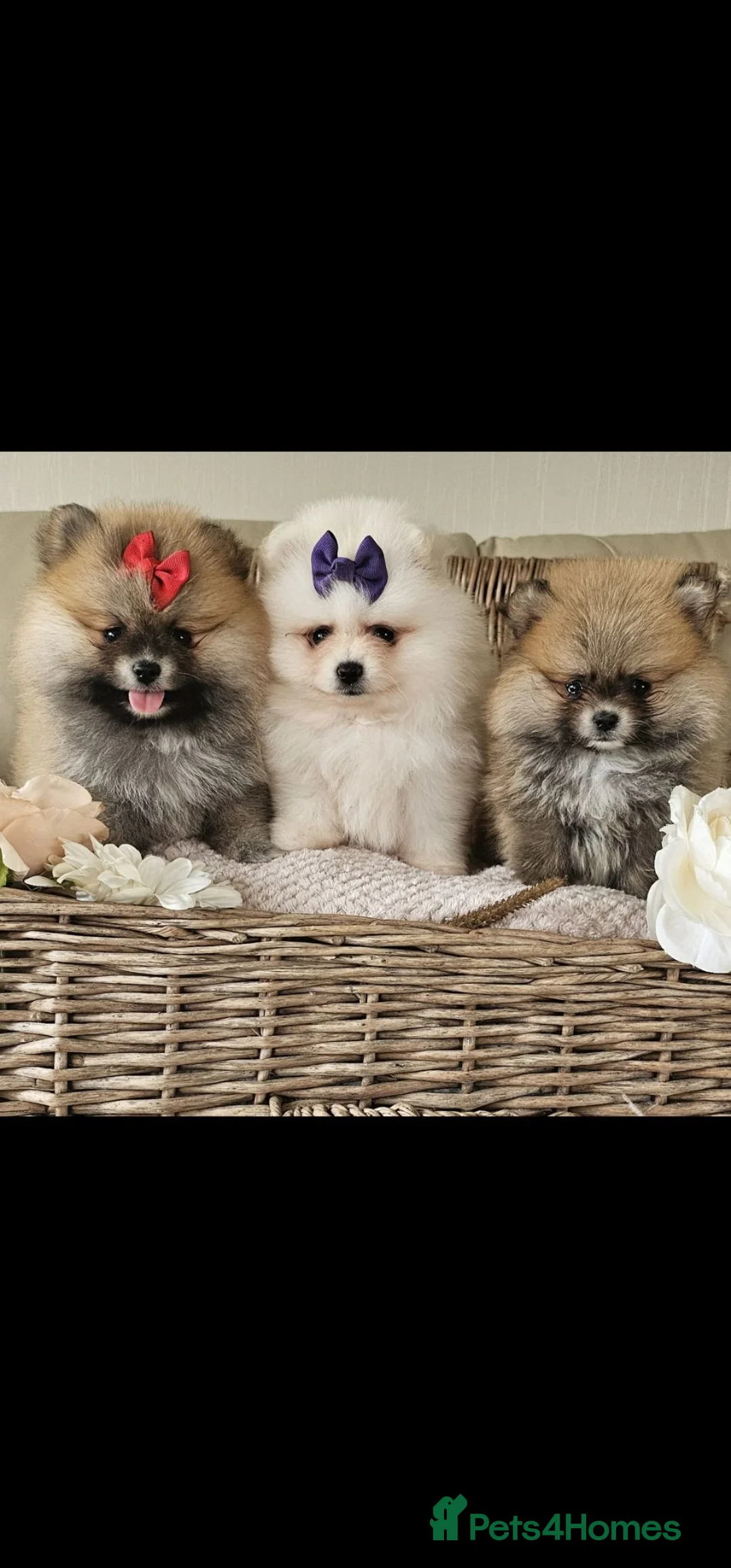 Pomeranian dogs for sale: Pomeranian puppies  in Maidstone - Advert 1