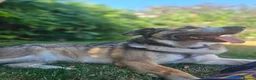 Mixed Breed dogs for adoption: Doucia for adoption - Advert 7