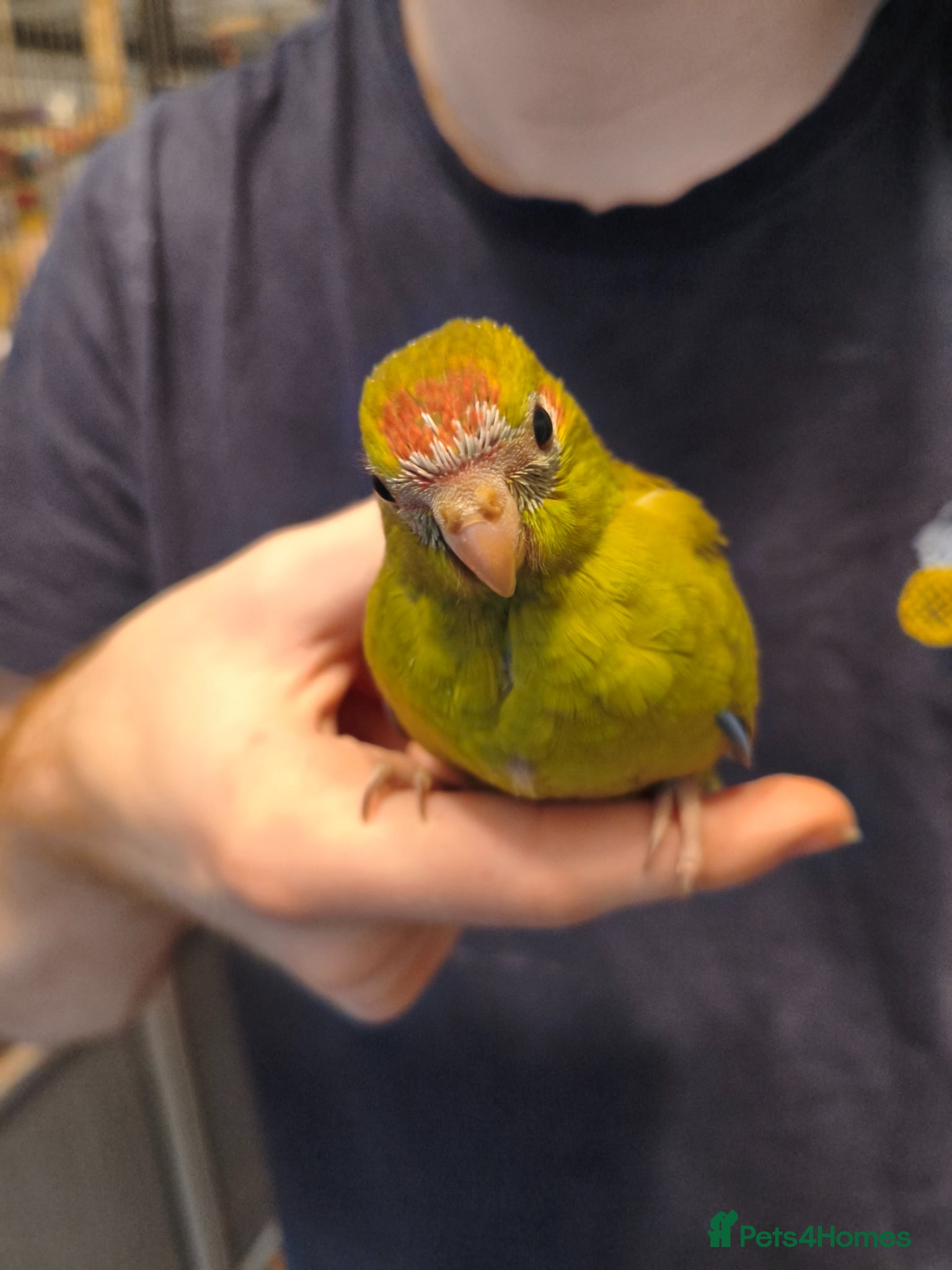 Parakeets birds Kakarikis - Hand Tame Babies  - Advert 14