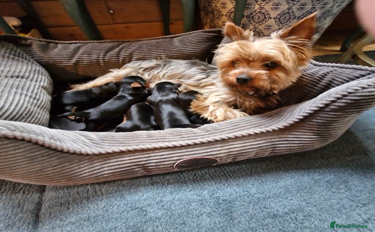 Yorkshire Terrier dogs - Advert 5