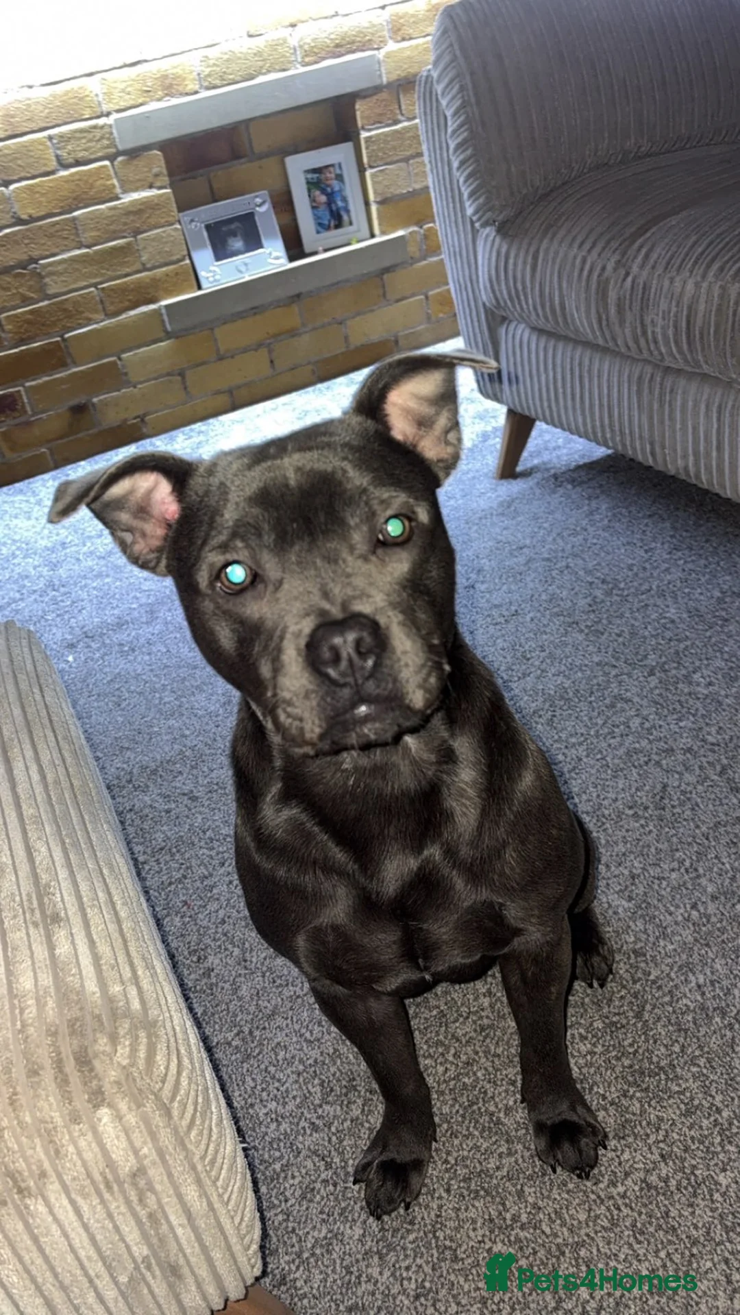 Staffordshire Bull Terrier dogs for sale: Staffordshire Bull  - Advert 4