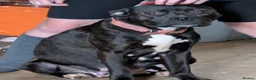 Staffordshire Bull Terrier dogs for sale: Staffy cross pups due in a week - Advert 5