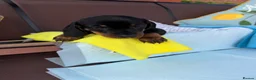 Miniature Dachshund dogs for sale: A litter of 2 lovely dachshund pups - Advert 25