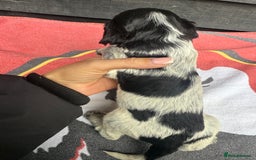 Cocker Spaniel dogs for sale: Cocker puppy 1 bitch left 3 boys  - Image 8