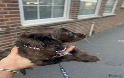 Cocker Spaniel dogs for sale: Rare cocker spaniel 1 left - Image 6