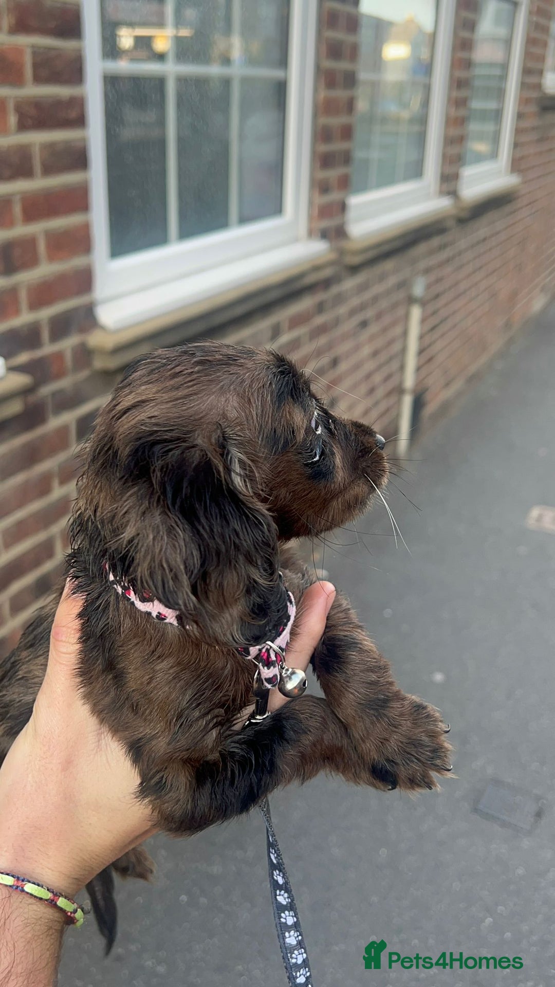 Cocker Spaniel dogs for sale: Rare cocker spaniel 1 left - Image 6