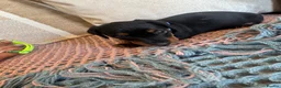 Miniature Dachshund dogs for sale: Miniature dachshunds for sale in Witney - Advert 20
