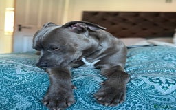 Staffordshire Bull Terrier dogs for sale: Staffordshire bull terrier  - Image 8