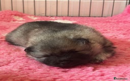 Keeshond dogs for sale: Keeshonds Two Beautiful Males  - Image 1