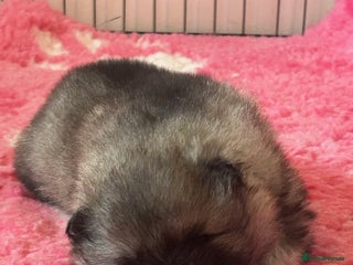 Keeshond dogs - Advert 2