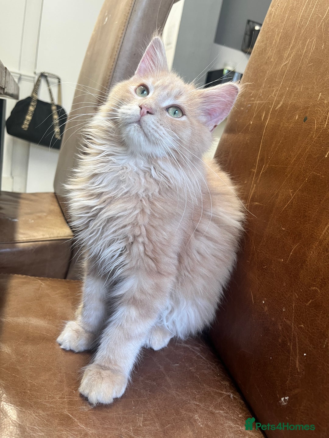 Maine Coon cats for sale: Last 2 boys left   - Image 13