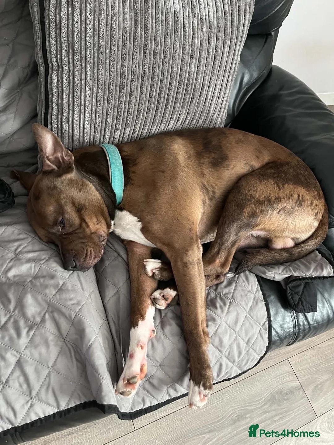 Mixed Breed dogs for sale: Charlie needs a home asap in Plymouth - Advert 4