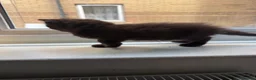British Longhair cats for sale: Beautiful longhair kittens for SALE! - Advert 35