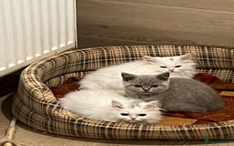 Turkish Angora cats for sale: Turkish Angora x Persian  - Image 6