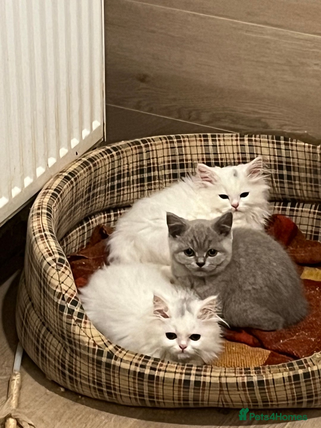 Turkish Angora cats for sale: Turkish Angora x Persian  - Image 6