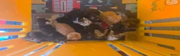 Mixed Breed cats for sale: Little kittens  - Advert 5