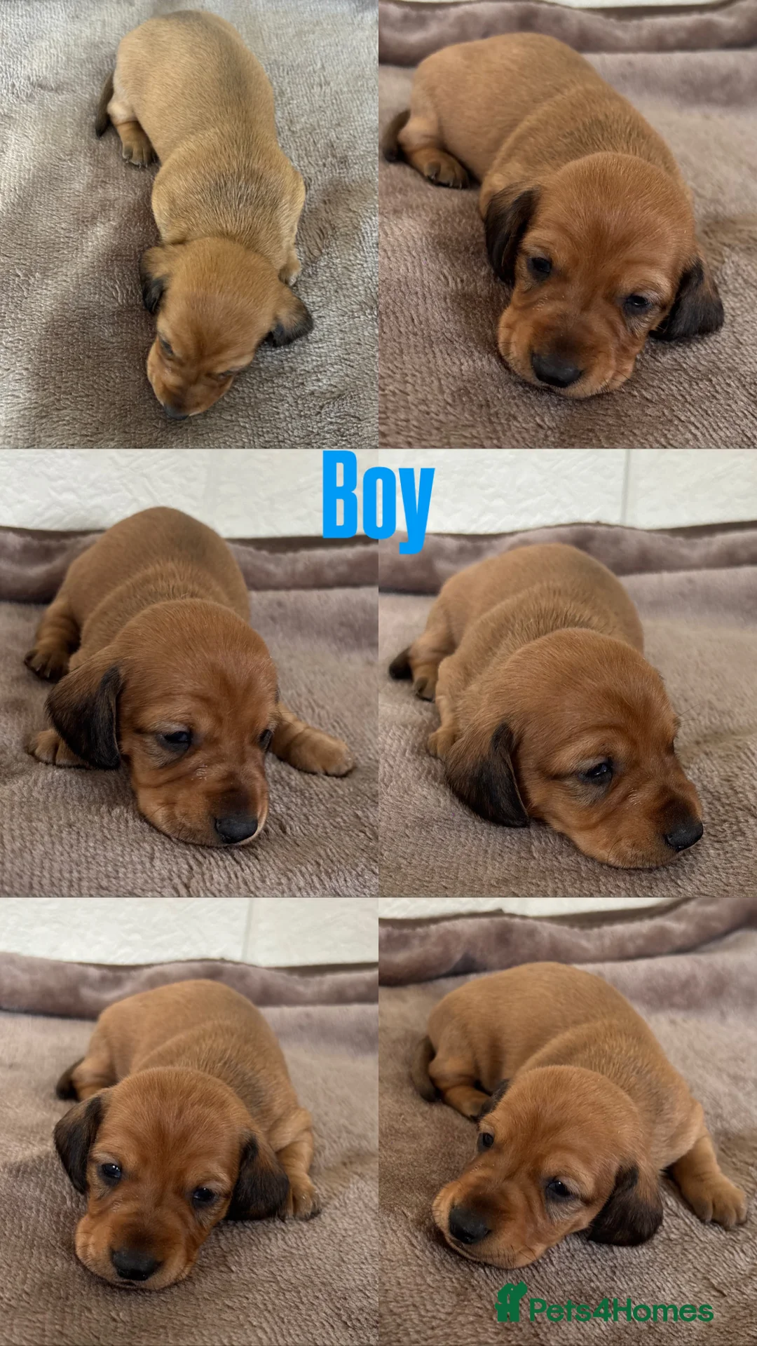Dachshund dogs for sale: 7 gorgeous minature dachshund puppy’s🐶 - Advert 8