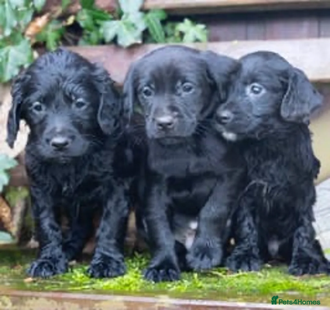 Mixed Breed dogs for sale: Sprockerdor puppies  - Advert 2