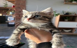 Domestic Shorthair cats for sale: Tabby kitten - Image 3