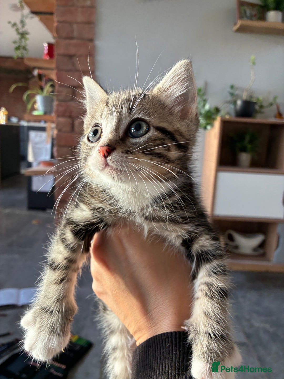 Domestic Shorthair cats for sale: Tabby kitten - Image 3