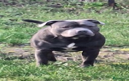 Staffordshire Bull Terrier dogs for stud: KC REGISTERED BLUE STAFFORDSHIRE TERRIER  in Burton-on-Trent - Image 1