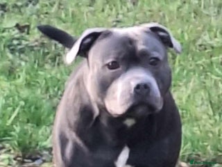 Staffordshire Bull Terrier dogs in Burton-on-Trent - Advert 17