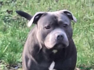 Staffordshire Bull Terrier dogs KC REGISTERED BLUE STAFFORDSHIRE TERRIER in Burton-on-Trent - Advert 1