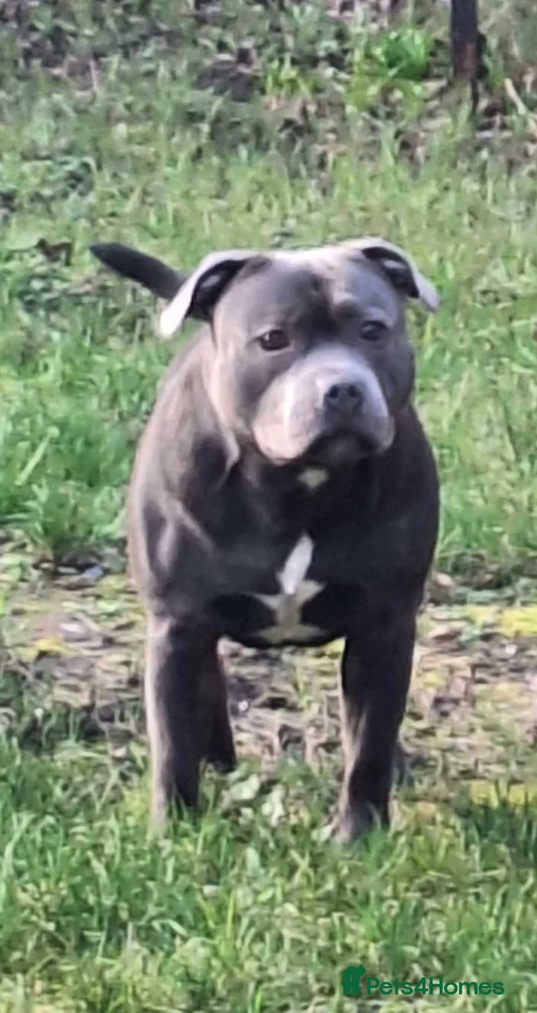 Staffordshire Bull Terrier dogs for stud: KC REGISTERED BLUE STAFFORDSHIRE TERRIER  in Burton-on-Trent - Advert 1