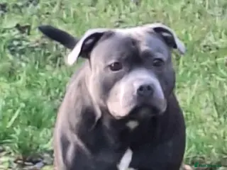 Staffordshire Bull Terrier dogs KC REGISTERED BLUE STAFFORDSHIRE TERRIER in Burton-on-Trent - Advert 6