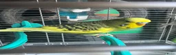 Budgerigars birds for sale: Baby budgies 10 weeks old  - Advert 1