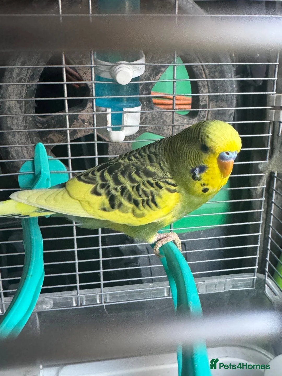 Budgerigars birds for sale: Baby budgies 10 weeks old  - Advert 1