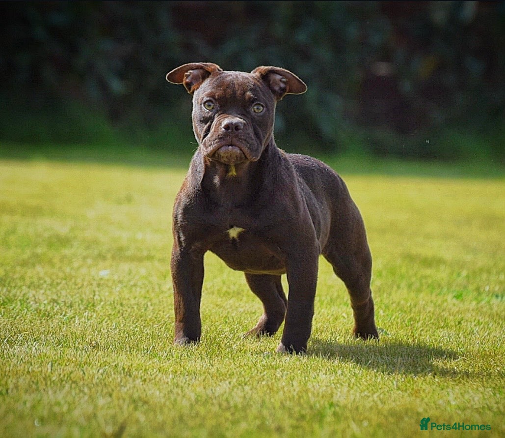Olde English Bulldogge dogs 23 years Professionals 5⭐️Rated Licensed.  - Advert 1