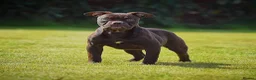 Olde English Bulldogge dogs for sale: 23 years Professionals 5⭐️Rated Licensed.  - Advert 1