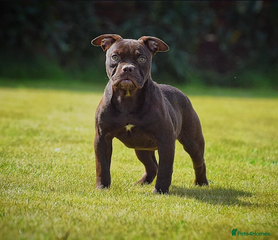 Olde English Bulldogge dogs for sale: 23 years Professionals 5⭐️Rated Licensed.  - Advert 1