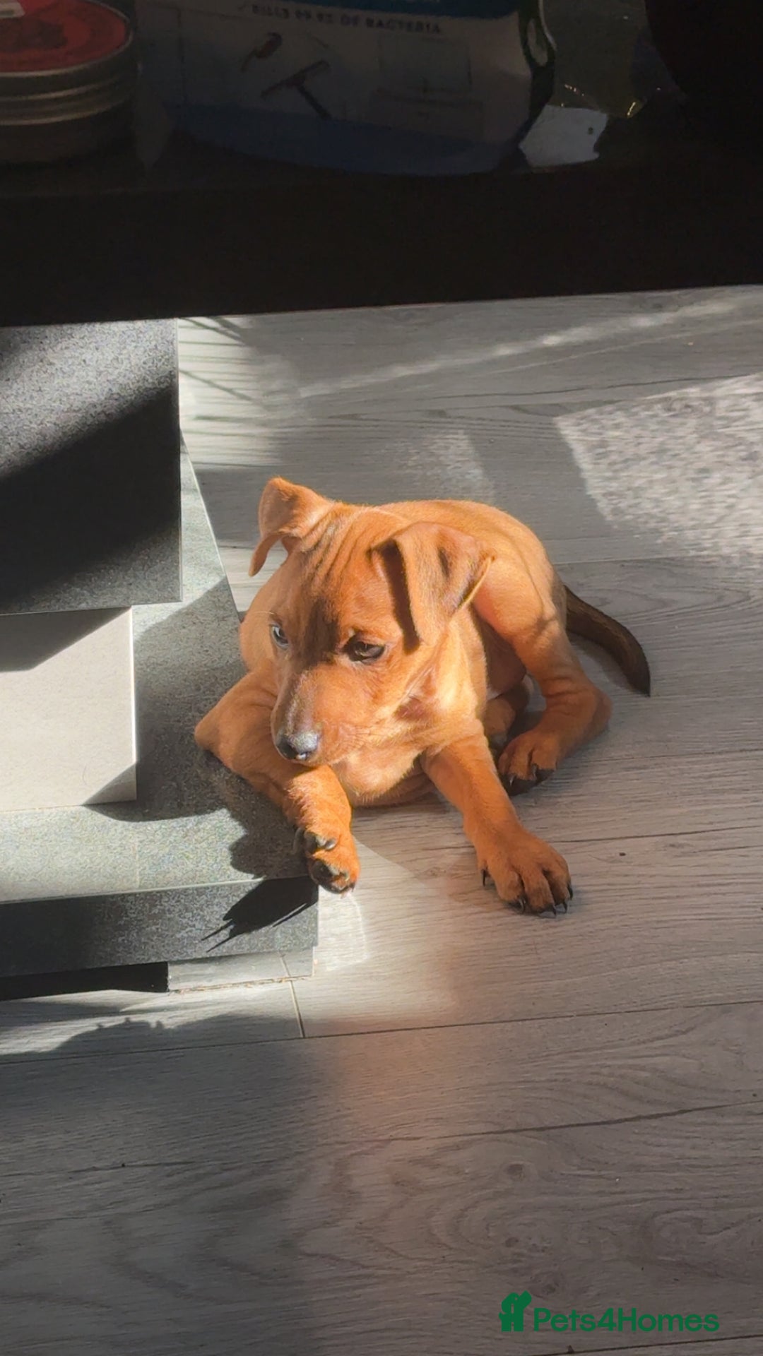 Miniature Pinscher dogs for sale: Beautiful Male miniature pinscher pure breed - Image 5