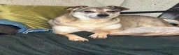 Mixed Breed dogs for adoption: Dawn for adoption in Leigh-on-Sea - Advert 11